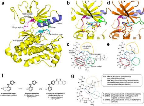 Structure of kinases and of designed compounds.: (a) Main element in ...