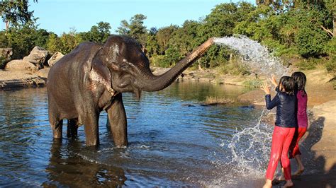 Where to See Elephants in India: 4 Ethical Places