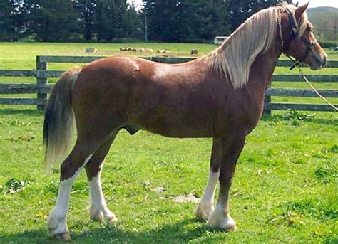 Welsh Pony, Section C, or Welsh Pony of Cob type. Originating in Wales ...