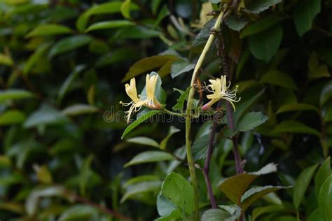 Japanese Honeysuckle Flowers. Stock Image - Image of blooming ...