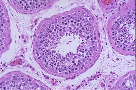 Seminiferous Tubules Histology