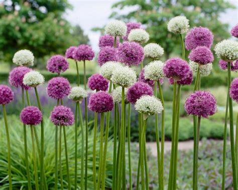 Drought-Tolerant Plants | The Best Plants For Dry Soil | HGTV