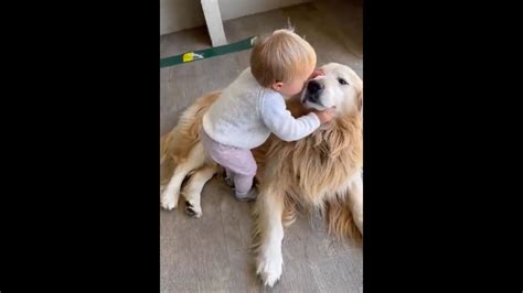 Toddler kisses Golden Retriever dog and gives it a big hug. Watch cute video | Trending ...