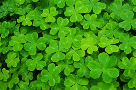 How To Care For A Shamrock Plant | Hunker