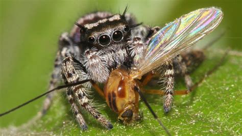 Hungry spiders devour tons of insects annually