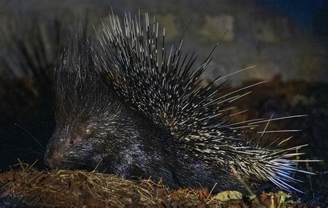 Until a porcupine senses danger, its sharp quill lie flat, and stick ...