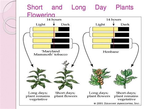 Physiology of flowering, photoperiodism