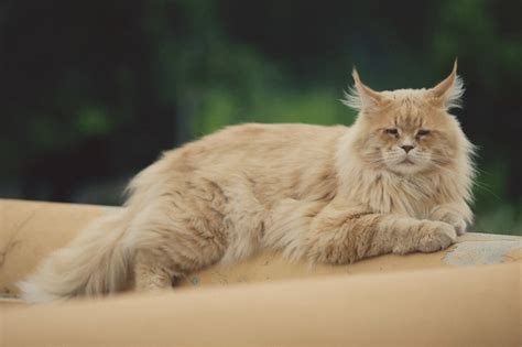 Maine Coon and Bengal Cat Mix: Everything You Need to Know - MaineCoon.org