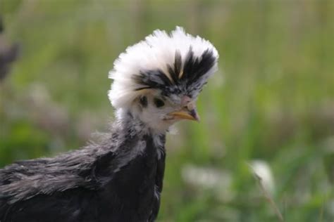 chiefradlowski's image | Chicken images, Cute little things, Bald eagle