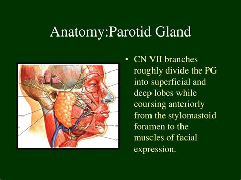 Parotid Salivary Gland Anatomy