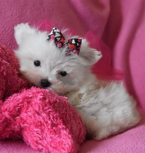 Teacup Puppies | Dallas-Fort Worth DFW Texas | TexasTeaCupPuppy