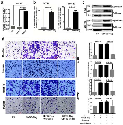 GDF15 promotes metastasis in HT29 and SW480 cells. a. The expression of... | Download Scientific ...