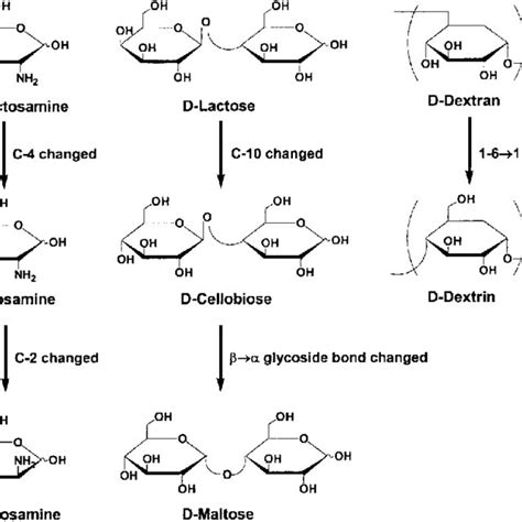 Saccharide structures and their relationships. | Download Scientific ...