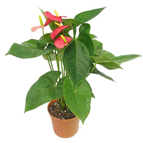 Red-green Anthurium Plant at Best Price in Pune, Maharashtra | The Bagichawala