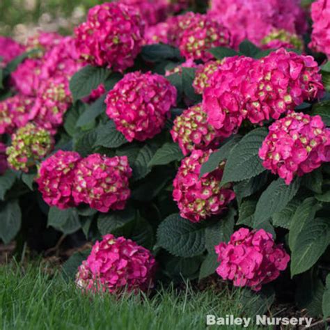 Summer Crush Hydrangea for Sale at The Grass Pad