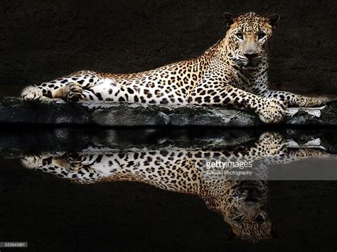 Leopard lying down. Reflection is created. | Dieren mooi, Dieren, Canvas schilderij