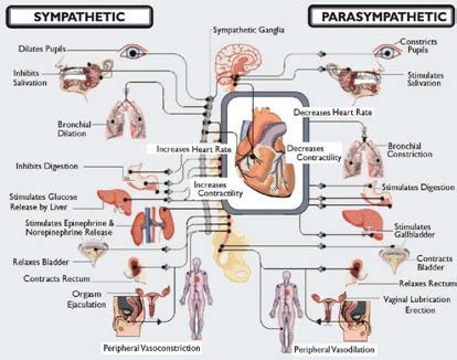 Parasympathetic Nervous System Neurotransmitters