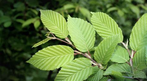 Slippery Elm Bark (Wholesale & Bulk) | Ulmus Rubra Bark