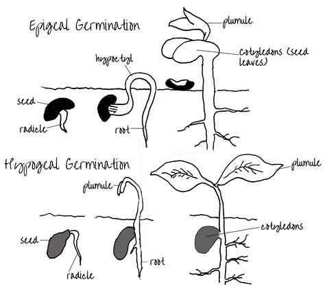 Epigeal and Hypogeal Germination | Edinburgh Garden School