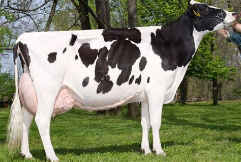 Main types of Cow breeds selected for farming in Kenya