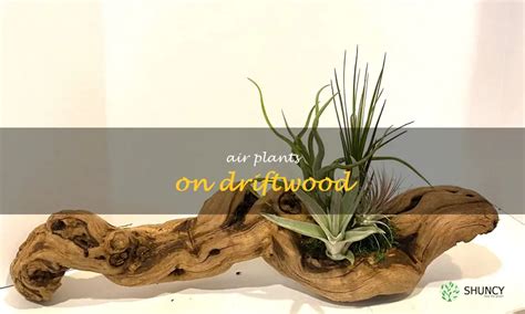 Creating A Stunning Air Plant Display On Driftwood: Tips And Ideas ...