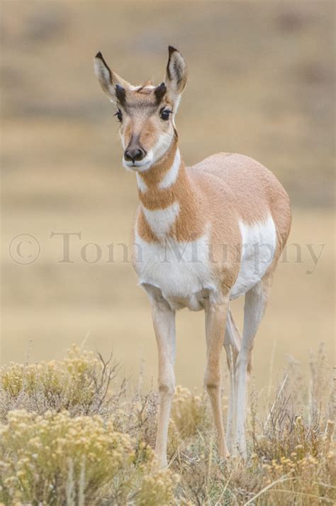 Pronghorn Antelope Juvenile – Tom Murphy Photography