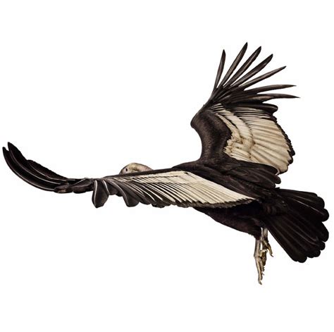 Andean condor clipart 20 free Cliparts | Download images on Clipground 2024