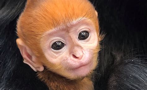 Adorable baby monkey unveiled at Philadelphia Zoo, with video - pennlive.com