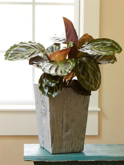 Best 30 Low Light Indoor Plants to Brighten Your Home | HGTV