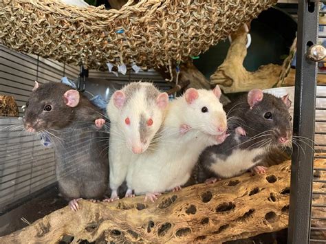 700+ Cute Pet Rat Names: Famous & Disney Rats, Pair Names, Black ...