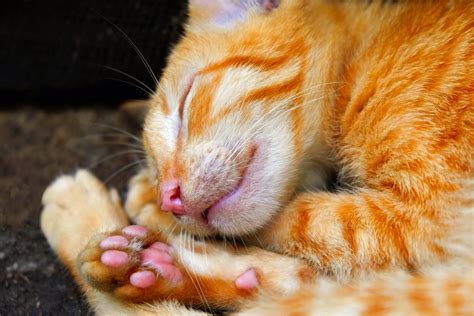 Free Images : animal, blackandwhite, cute, sleeping, closeup, whiskers, black and white ...