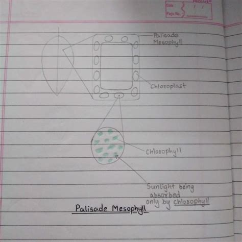 Palisade Mesophyll easily explained through diagram. | Palisades, Biology, Notes