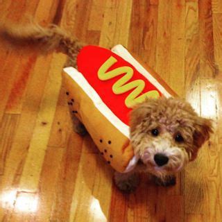 This silly sausage. | Dog halloween costumes, Dog costumes, Dog halloween