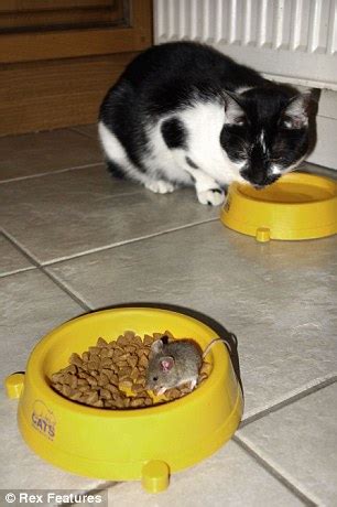 Cute Baby Field Mouse Diet - clevelandposts