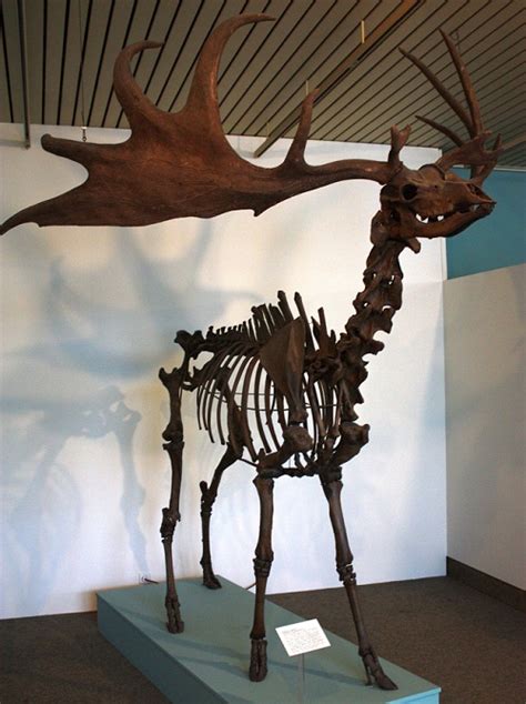 Irish Elk | Extinct Animals