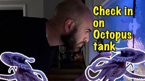 Checking on my CUSTOM OCTOPUS TANK!!! - YouTube