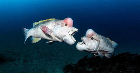 (Kobudai) Asian Sheepshead Wrasse Facts: They Change Gender from Females to Males - Odd Facts