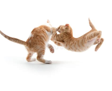 Two cute kittens playing stock image. Image of yellow - 96949063