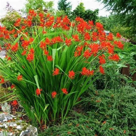 Red Crocosmia Lucifer 50 Seeds | Etsy