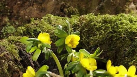 Eranthis flowers, timelapse - Stock Video Clip - K005/3649 - Science ...