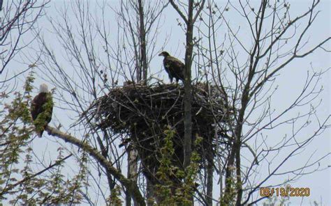 Bald Eagle nesting update May 22, 2020 | Friends of the Montezuma ...