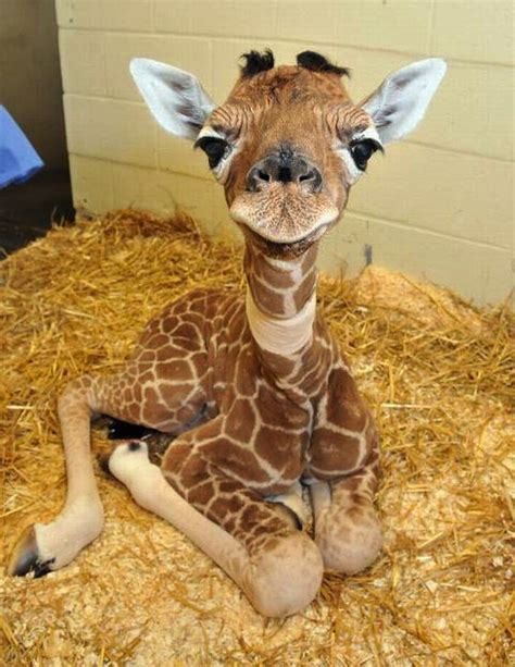 Baby giraffe : r/giraffes