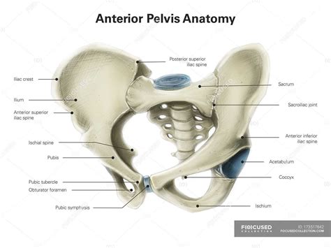 Pelvic Anatomy Posterior View / Pelvis | Pelvis anatomy, Hip anatomy ...