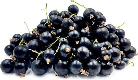 Black Currant Berries Information, Recipes and Facts