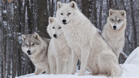 White Wolves Pack Ultra HD Desktop Background Wallpaper for 4K UHD TV ...