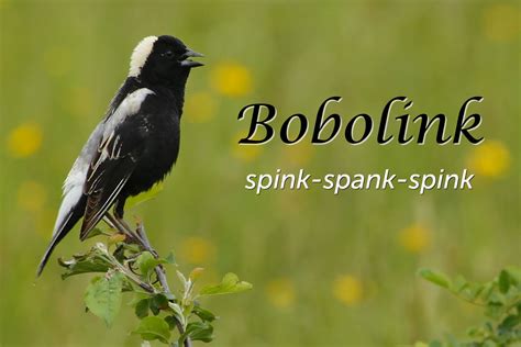 Bobolink - featured image 1350X900 | Music of Nature