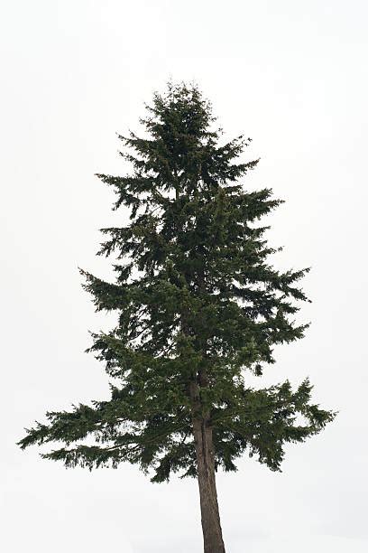 Douglas Fir Tree Pictures, Images and Stock Photos - iStock