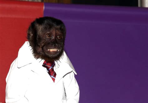 The Monkey From 'Community' and 'The Hangover Part II' Makes an Insane $12,000 Per Episode