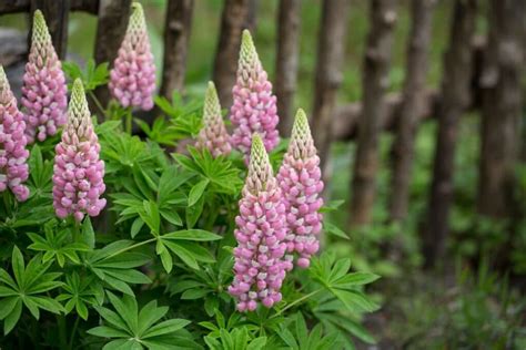 Lupine Flower Meaning and Remarkable Symbolism to Know | Florgeous