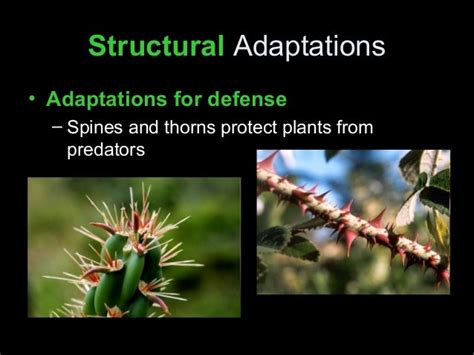 Plant adaptations